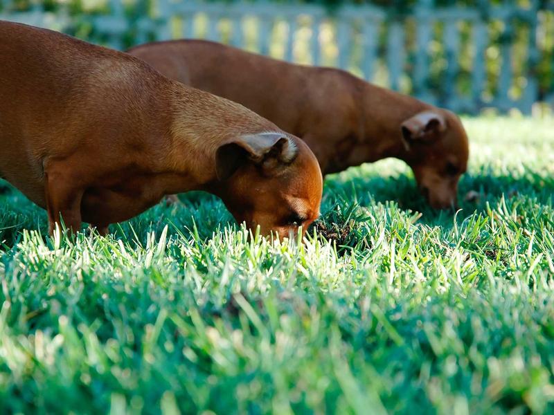sudoku unique rectangle